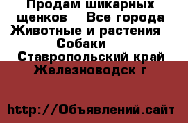 Продам шикарных щенков  - Все города Животные и растения » Собаки   . Ставропольский край,Железноводск г.